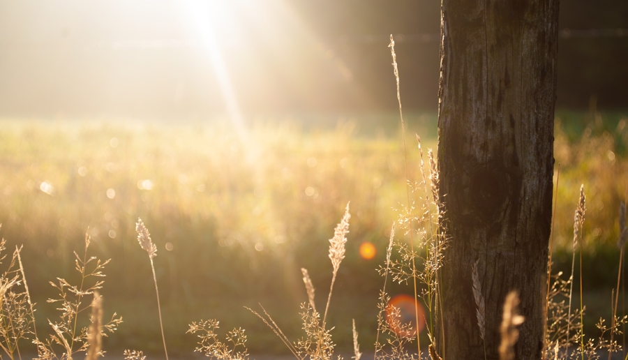Field Summer Sun Meadow