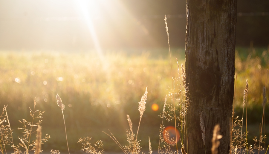 Field Summer Sun Meadow