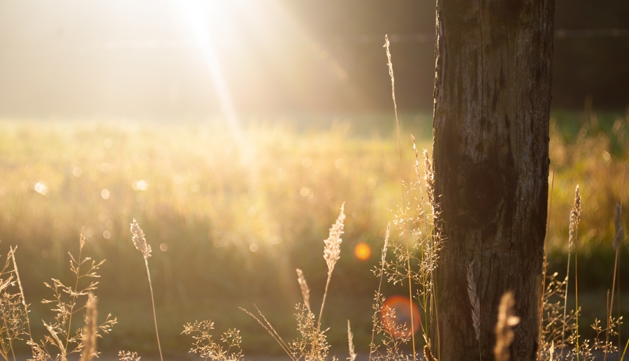 Field Summer Sun Meadow